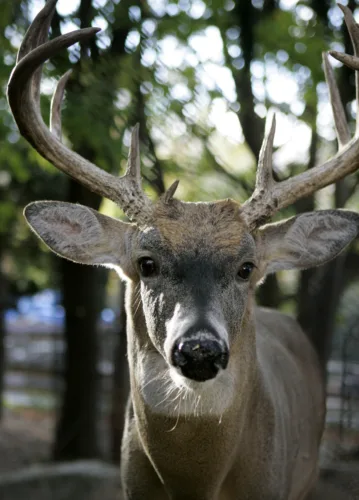 Sportsmen’s Club anticipating 2026 hunting season
